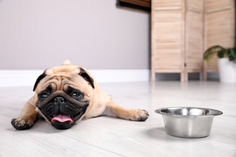 Why You Need Whole-House Humidity Control. Image is a photograph of a cut pug looking exhausted next to water bowl.